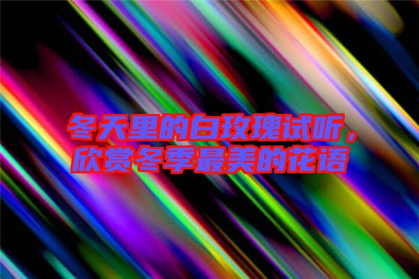 冬天里的白玫瑰試聽，欣賞冬季最美的花語