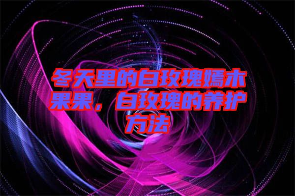 冬天里的白玫瑰嫣木果果，白玫瑰的養(yǎng)護(hù)方法
