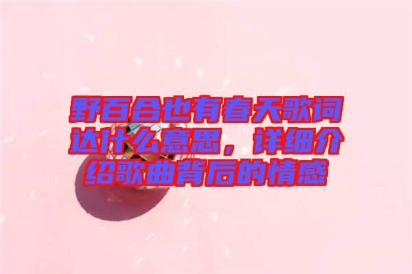 野百合也有春天歌詞達(dá)什么意思，詳細(xì)介紹歌曲背后的情感