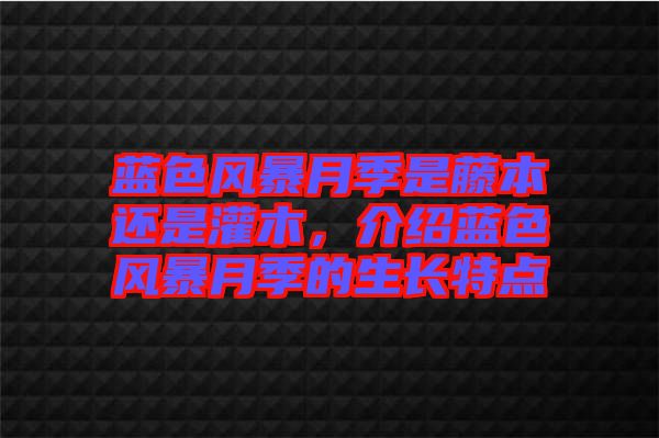 藍色風(fēng)暴月季是藤本還是灌木，介紹藍色風(fēng)暴月季的生長特點