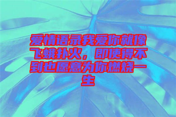 愛情語錄我愛你就像飛蛾撲火，即使得不到也愿意為你燃燒一生