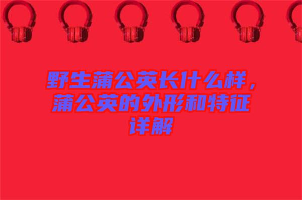 野生蒲公英長什么樣，蒲公英的外形和特征詳解
